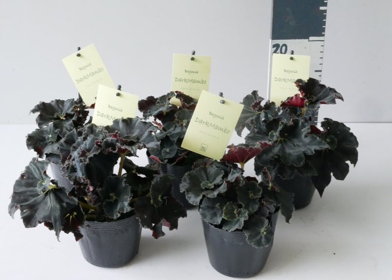 ベゴニア ダークマンボ | インテリアグリーンとギフトプランツ