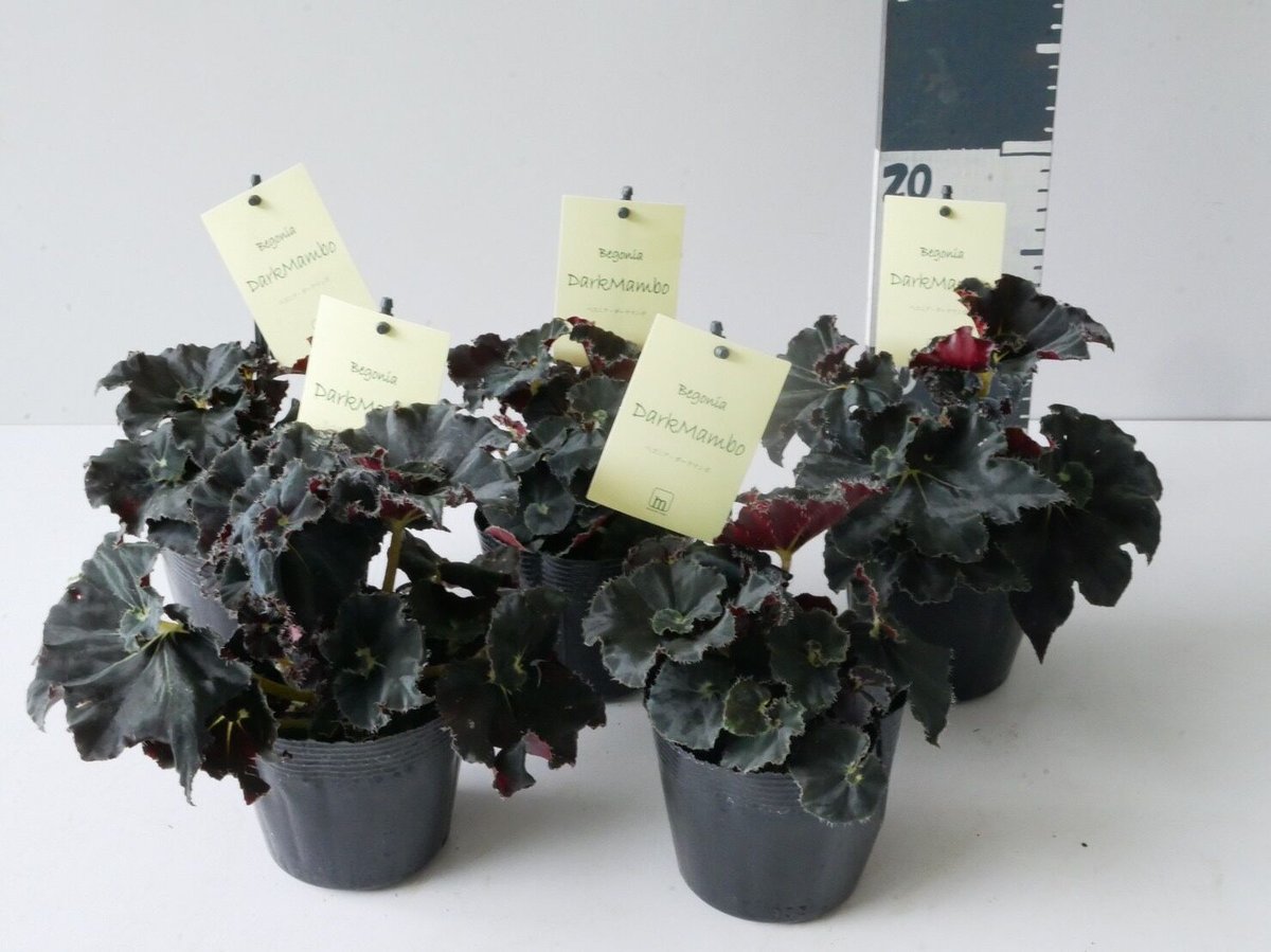 ベゴニア ダークマンボ | インテリアグリーンとギフトプランツ