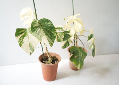 斑入りモンステラ 約50cm｜美しい白斑が映える希少な観葉植物｜インテリアグリーンにおすすめ｜モンステラ　斑入り　Ｂ 観葉植物