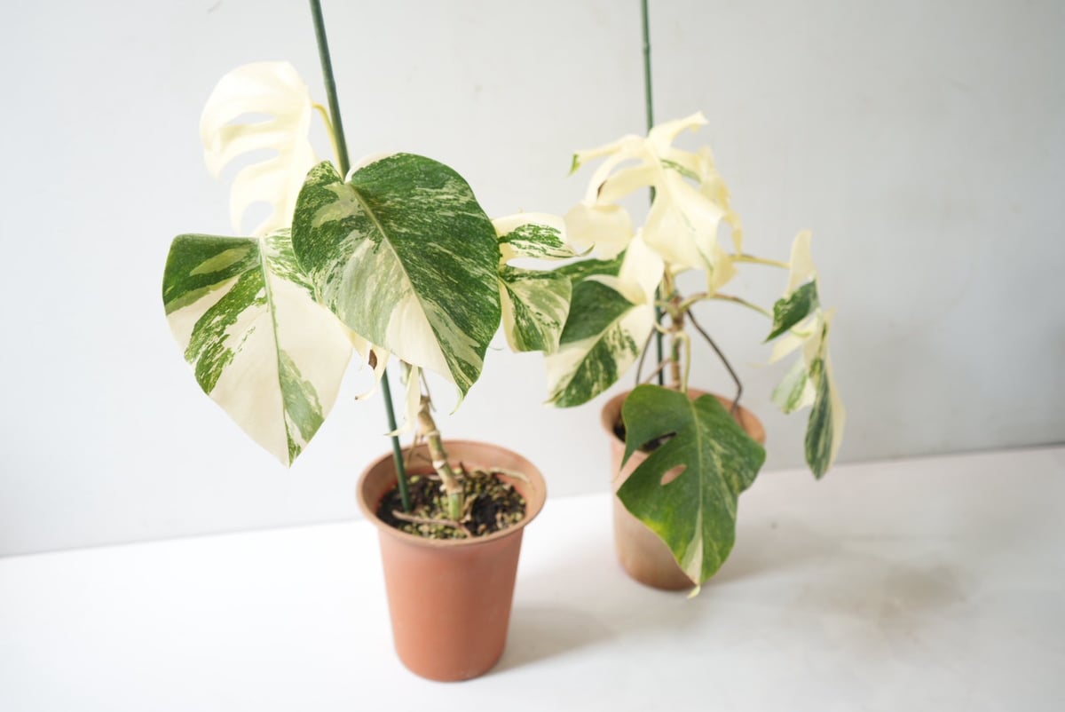 斑入りモンステラ 約50cm｜美しい白斑が映える希少な観葉植物