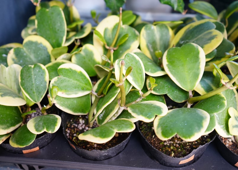 ホヤ 斑入り ハートホヤ 3.5号 カーリー シャムサクララン ハートの葉