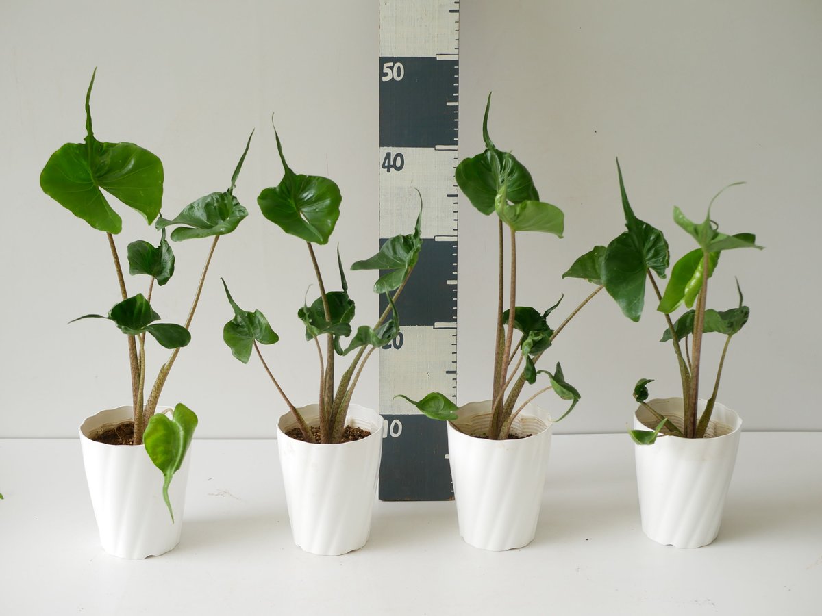 格安 アロカシア スティングレイ オーレア アロカシア スティングレイ Alocasia Stingray | インテリア