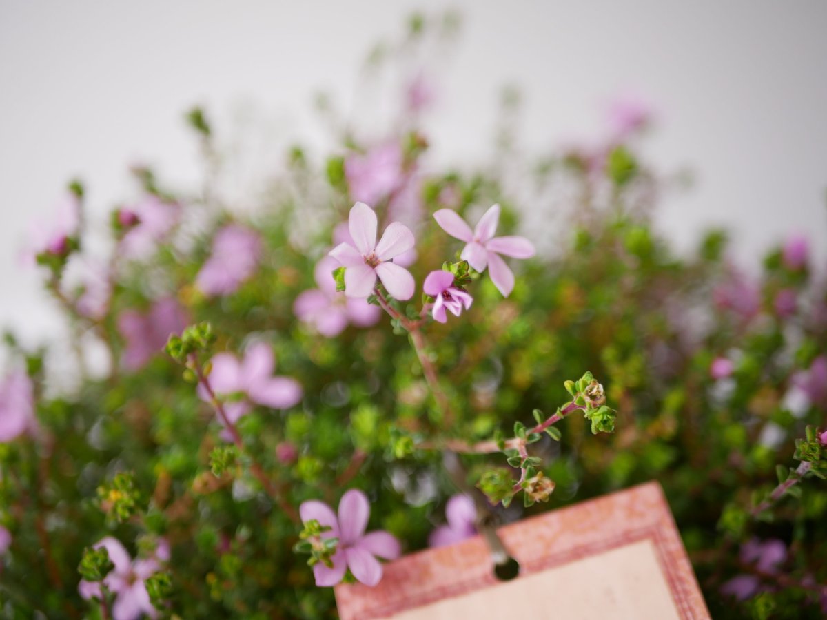 ひなひまページ　スターフラワーピンク ペーパーフラワー フラワーペーパー 飾り 花紙 パーティーグッズ