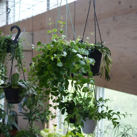 エスキナンサス | STORES