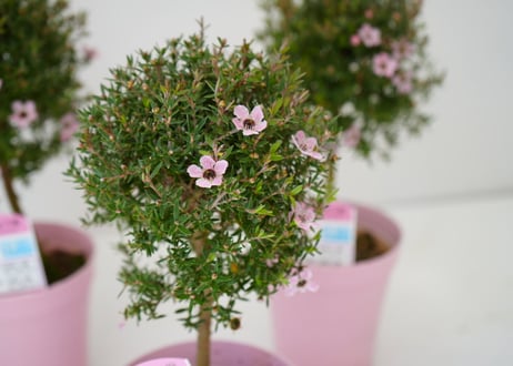 ぎょうりゅう梅 鉢植え 生垣 常緑低木 マヌカ スコパリウム
