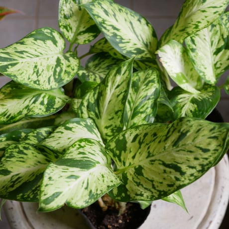 ディフェンバキア　スパークレス　綺麗な斑入り模様　観葉植物