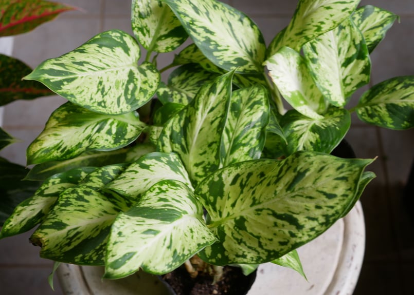 ディフェンバキア スパークレス 綺麗な斑入り模様 観葉植物