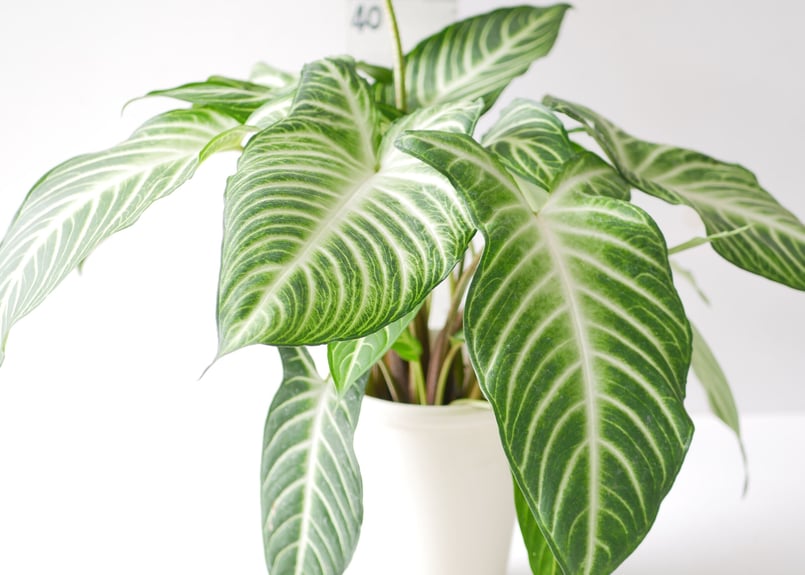 アロカシア キサントソーマ 5号 ホワイトの葉脈 爽やかグリーン