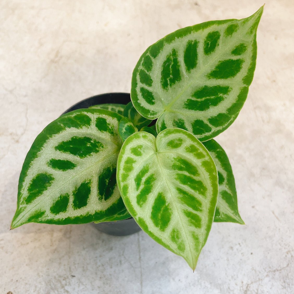 fit=scale-down,w=1200