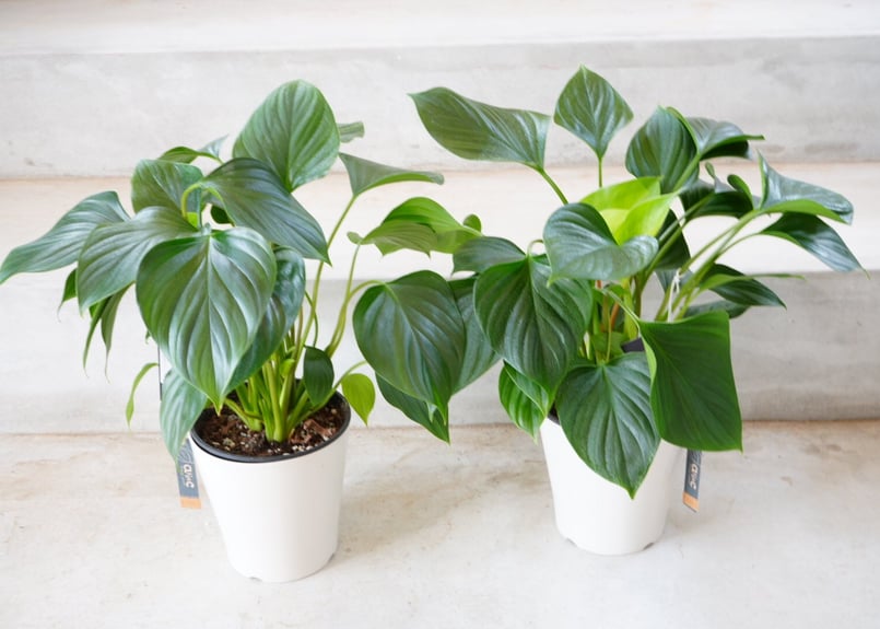 ホマロメナ エメラルドジェム 5号 丸みある大きい葉 観葉植物 艶やかな
