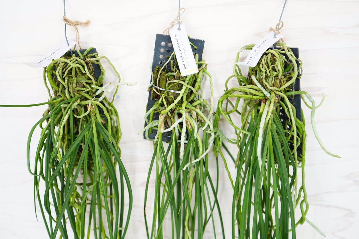 着生ラン　セイデンファデニア　ミトラタ　板付 セイデンファデニア ミトラタ ラン 板づけ ワイルド インテリア