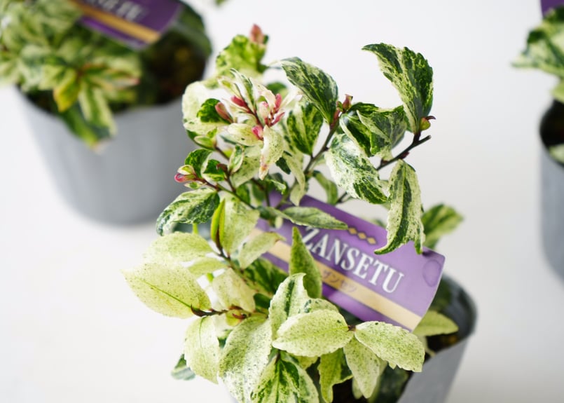 ヒカサキ ザンセツ白斑入り 常緑多年草 艶やかな葉が美しい 庭木