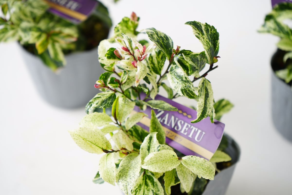 ヒカサキ ザンセツ白斑入り 常緑多年草 艶やかな葉が美しい 庭木