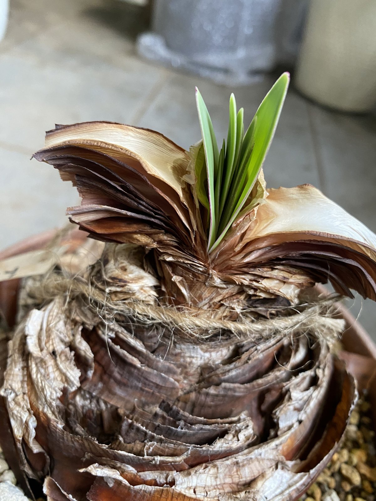 ブーファン 扇状に広がる葉 発根済 ケープバルブ | インテリアグリーン