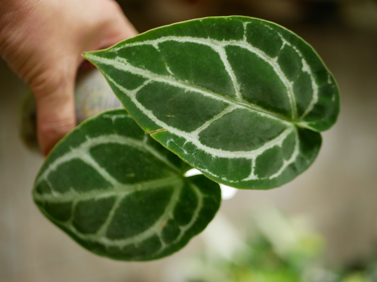 特価）アンスリウム クリスタリナム 2.5号 レア植物 モザイク様で