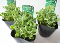 アロマティカス　キューバンオレガ　 3号