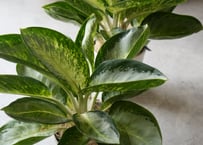 チャメロプス セリフェラ 8号 かっこいいシルバーリーフ ヤシ