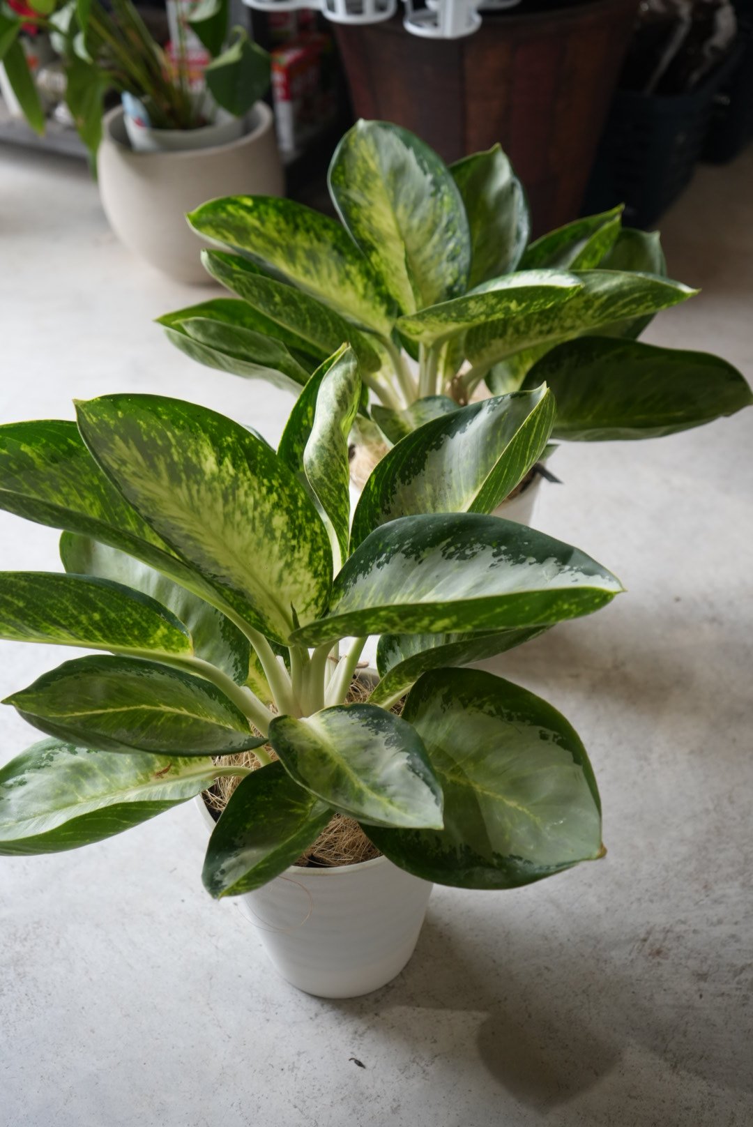 アグラオネマ カンクン 6号 斑入りが美しい レア 大株 ホワイト
