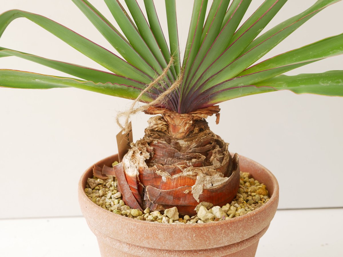 ブーファン ハエマンソイデス ケープバルブ 現地球 観葉植物 本物 現品 希少 ブーファン・ハエマンソイデス ビザール