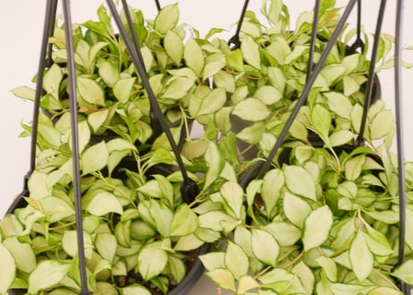ホヤ ヘウスケリアナ 斑入り 5号 吊り鉢 バリエガータ 希少 Hoya heuschkeliana variegated