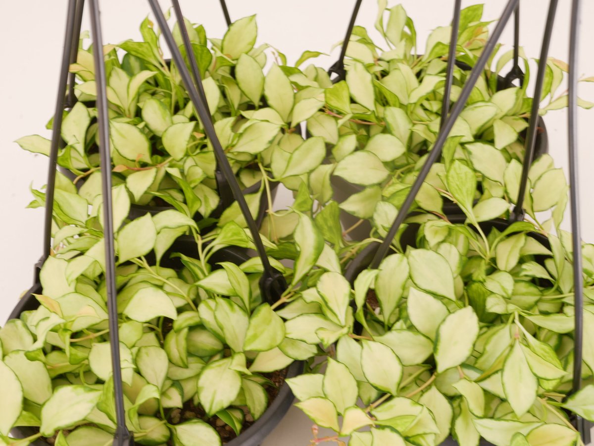 ホヤ ヘウスケリアナ 斑入り 5号 吊り鉢 バリエガータ 希少 Hoya