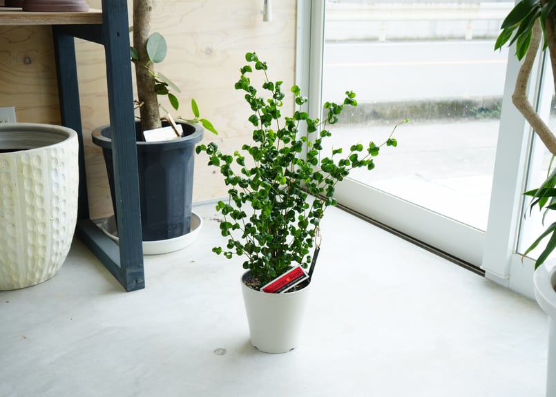 ベンジャミン バロック くるくるカール 陶器鉢植え - 植物/観葉植物