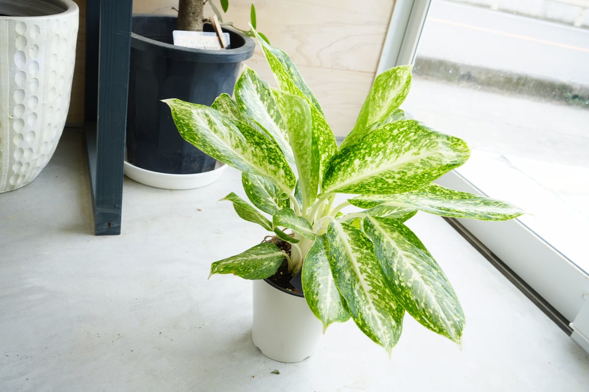 fit=scale-down,w=1200