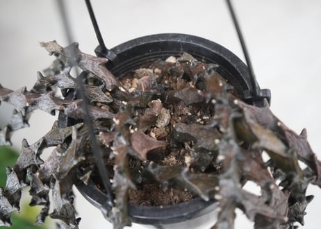 セロペキア ボッセリ 多肉植物  4号 育てやすい 黒龍のように伸びる かっこいい多肉植物
