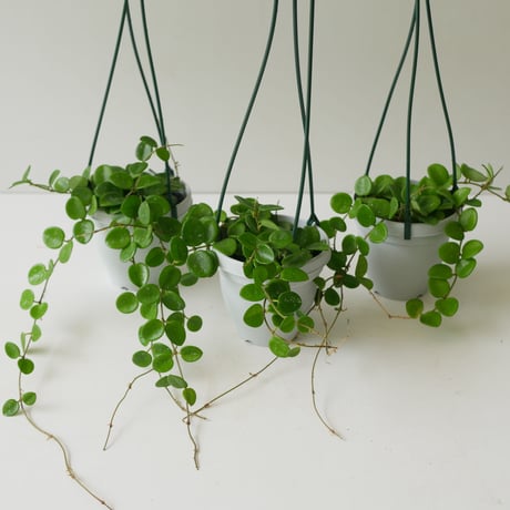 ホヤ マチルダ 4号 吊り鉢 ハンギング 育てやすい 観葉植物