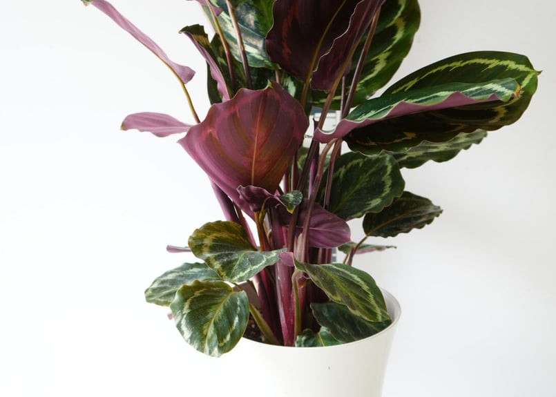 カラテア メダリオン 7号 丸葉 葉裏は赤紫色 観葉植物 葉柄が美しい