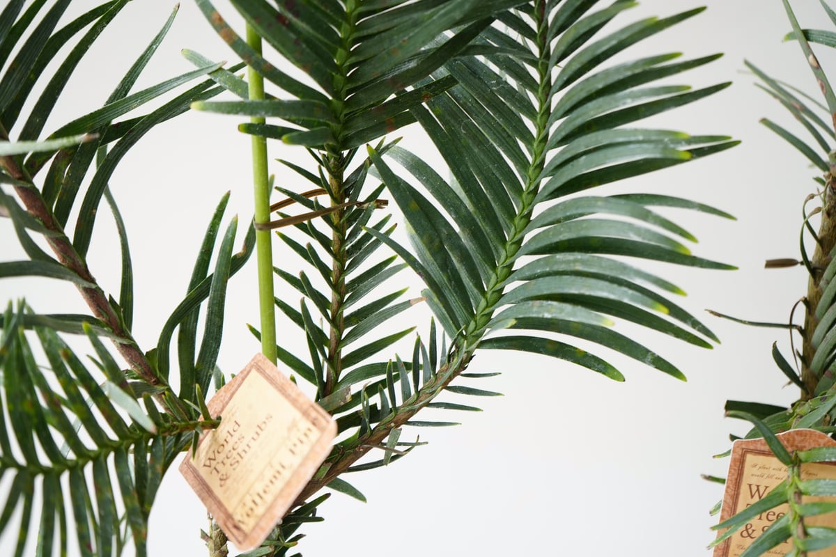 ウォレマイパイン ジュラシックツリー 生きた化石 最古の植物 珍しい