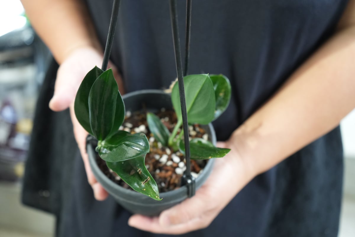 超レア　スキンダプサス　YUSAN 超レア スキンダプサス YUSAN