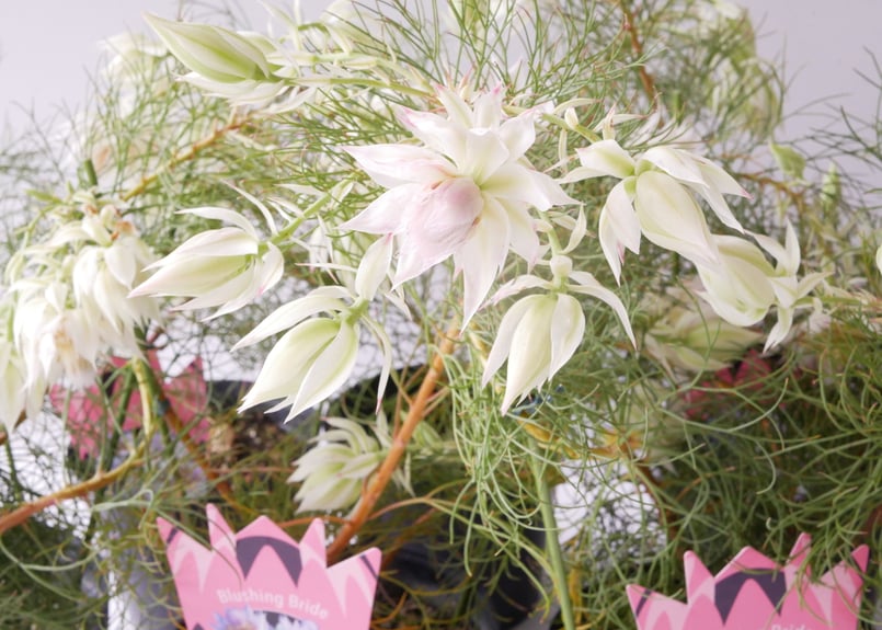 セルリア ブラッシングブライド ネイティブフラワー 可愛い淡いピンク