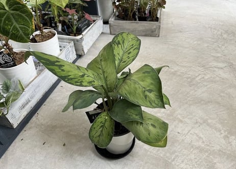 ホマロメナ セルビー 5号 丸みある大きい葉 観葉植物 葉柄が美しい 優しい雰囲気