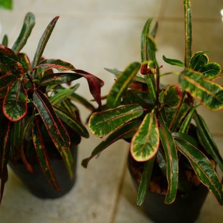 クロトン | STORES