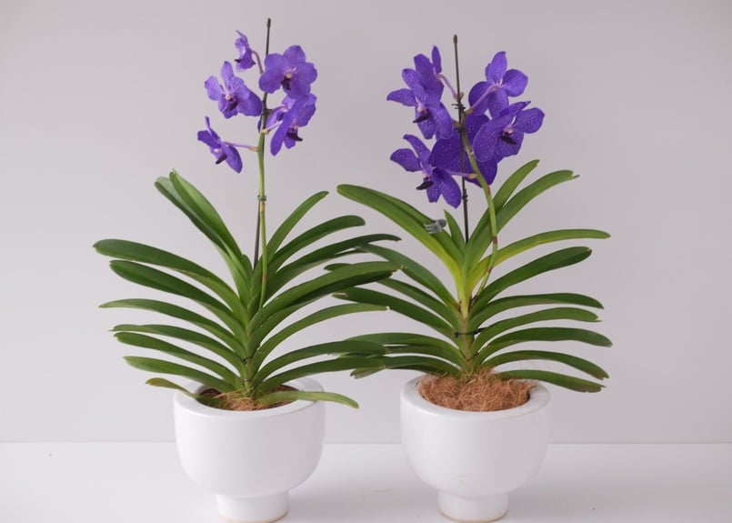 バンダ パチャラデライト パープル 鮮やかな花 洋ラン | インテリア