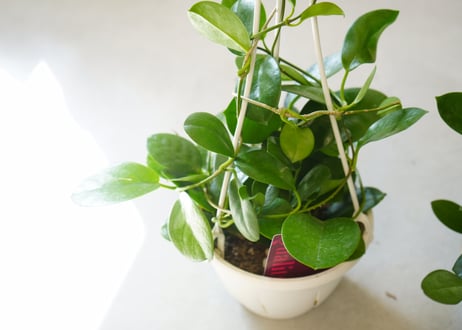 ホヤ オーストラリス 5号 吊り鉢 ハンギング 育てやすい 観葉植物