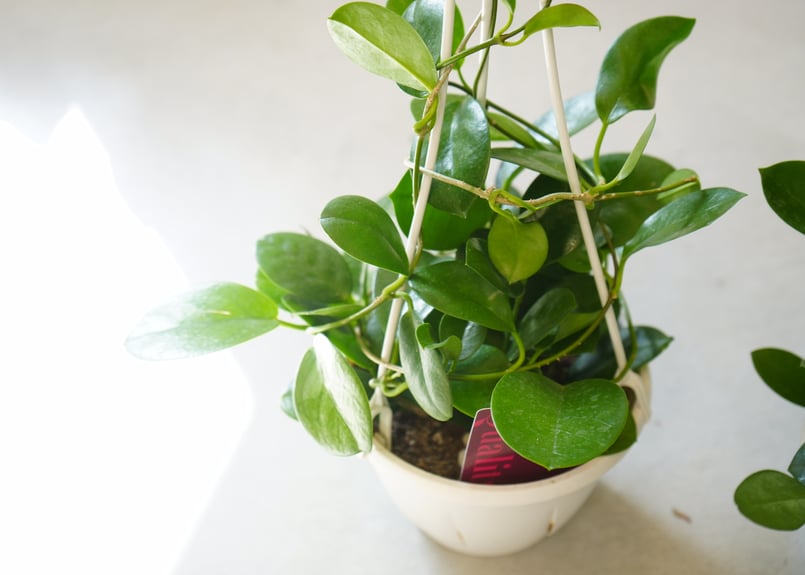 ホヤ オーストラリス 5号 吊り鉢 ハンギング 育てやすい 観葉植物