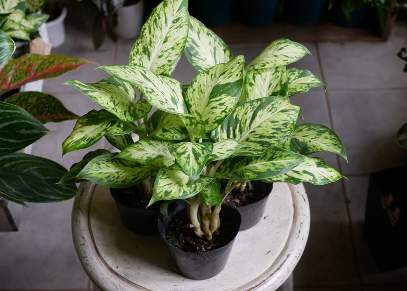 ディフェンバキア スパークレス 綺麗な斑入り模様 観葉植物