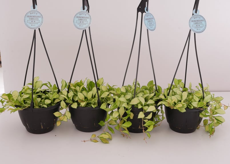 ホヤ ヘウスケリアナ 斑入り 5号 吊り鉢 バリエガータ 希少 Hoya