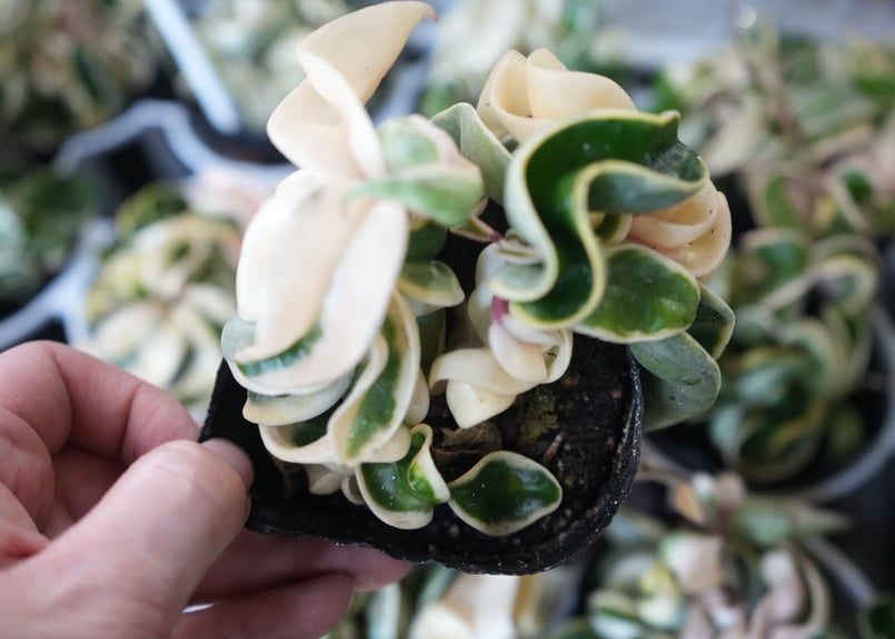 ホヤ カルノーサ コンパクタ 斑入り 3号 バリエガータ くるくる