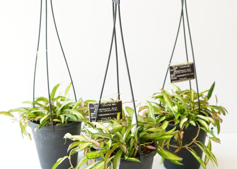 ホヤ ケンティアナ バリエガータ 5号 吊り鉢 細葉でスタイリッシュ