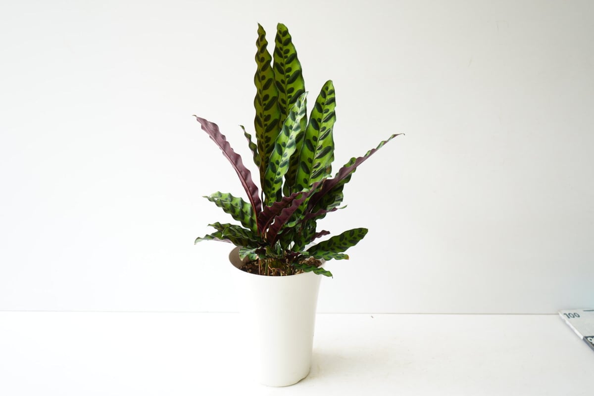 【観葉植物】カラテア インシグニス カラテア・インシグニス(4号) - 広島の多肉とサボテンと観葉植物