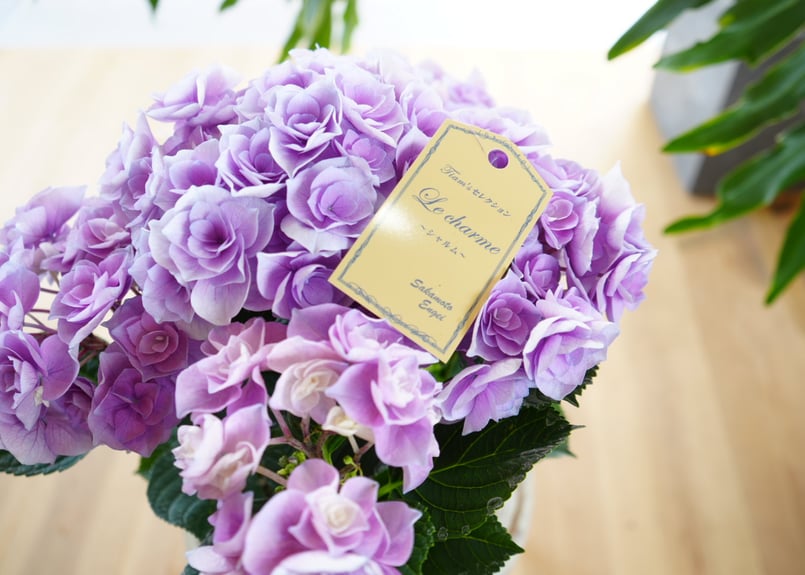 紫陽花苗5号鉢【来季用】/底面給水 アジサイ ラグーン 栽培用苗木 5号底面給水鉢 : 金井園芸 - 通販