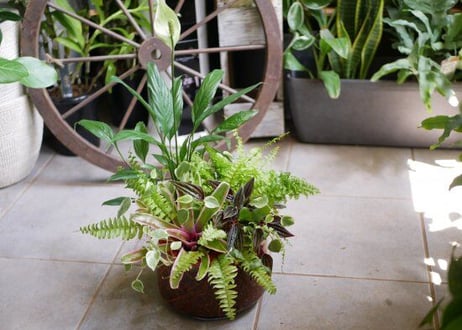 おまかせ　 観葉植物　鉢植え　プランツギャザリング