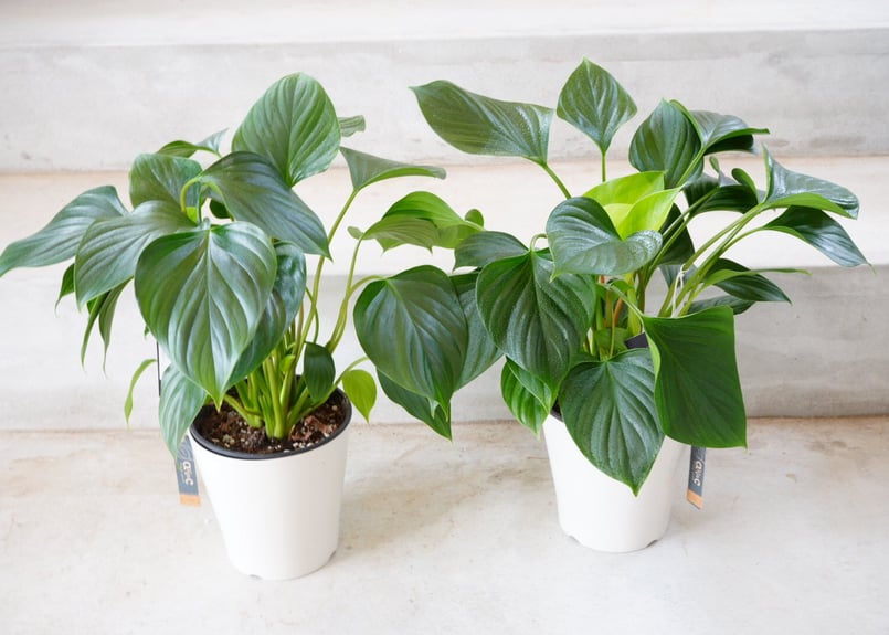 ホマロメナ エメラルドジェム 5号 丸みある大きい葉 観葉植物 艶やかな