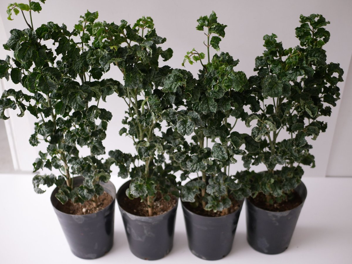 ポリシャス クリスパ 観葉植物 縮れ葉 珍しい レア | インテリア