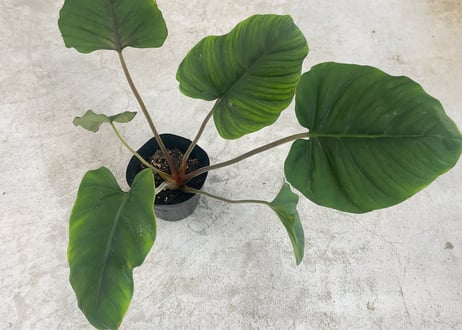 CATEGORY サトイモ科 | インテリアグリーンとギフトプランツ