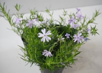 【青の絨毯】芝桜（シバザクラ）オーキントンブルー：春の地表を蒼く染める。アンティークに映える、静かな輝きの宿根草