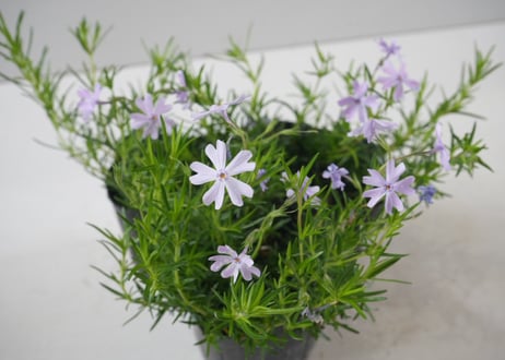 【青の絨毯】芝桜（シバザクラ）オーキントンブルー：春の地表を蒼く染める。アンティークに映える、静かな輝きの宿根草